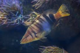 Image result for Serranus scriba