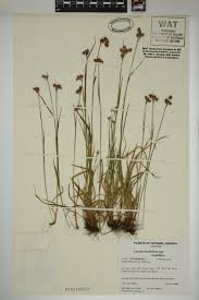 Attēlu rezultāti vaicājumam “Luzula multiflora fruit”