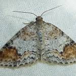 Attēlu rezultāti vaicājumam “Venusia blomeri”