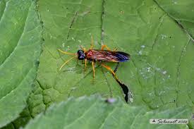 Attēlu rezultāti vaicājumam “Tenthredo campestris”