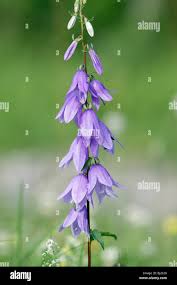Image result for Campanula rapunculoides