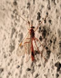 Attēlu rezultāti vaicājumam “Ichneumonidae”