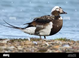 Attēlu rezultāti vaicājumam “Clangula hyemalis male”