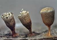 Attēlu rezultāti vaicājumam “Craterium minutum spores”