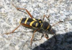 Attēlu rezultāti vaicājumam “Clytus arietis”