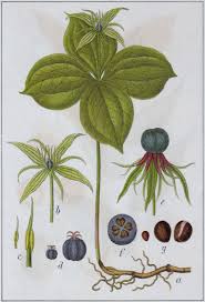 Attēlu rezultāti vaicājumam “Paris quadrifolia leaf”