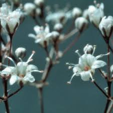 Attēlu rezultāti vaicājumam “Gypsophila paniculata leaf”