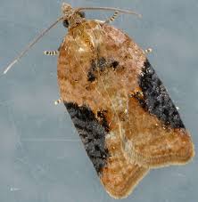 Attēlu rezultāti vaicājumam “Acleris laterana”