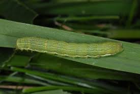 Attēlu rezultāti vaicājumam “Lacanobia contigua”