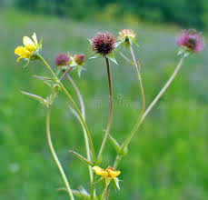 Image result for Geum urbanum