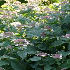 Attēlu rezultāti vaicājumam “Hydrangea arborescens subsp. discolor flower”