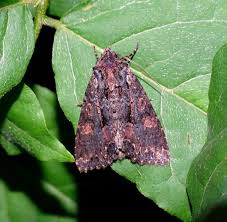 Attēlu rezultāti vaicājumam “Mniotype satura”