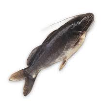 Image result for Bagre marinus