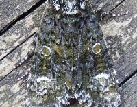 Attēlu rezultāti vaicājumam “Craniophora ligustri imago”