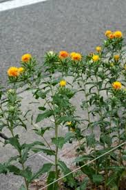 Image result for Carthamus tinctorius