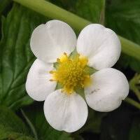 Attēlu rezultāti vaicājumam “Fragaria moschata flower”