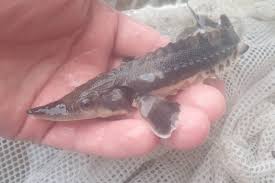 Image result for Acipenser fulvescens