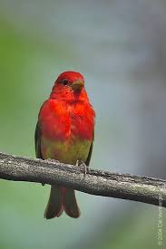 Image result for Piranga rubra