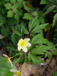 Attēlu rezultāti vaicājumam “Anemone x lipsiensis leaf”
