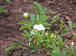 Attēlu rezultāti vaicājumam “Potentilla alba”