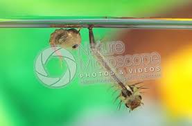 Attēlu rezultāti vaicājumam “Culex pipiens larva”