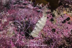 Image result for Haploblepharus edwardsii