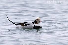 Attēlu rezultāti vaicājumam “Clangula hyemalis”