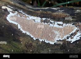 Attēlu rezultāti vaicājumam “Phlebia serialis”