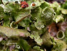 Attēlu rezultāti vaicājumam “Pleurosticta acetabulum”