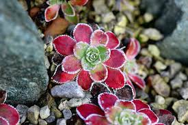 Attēlu rezultāti vaicājumam “Jovibarba globifera flower”