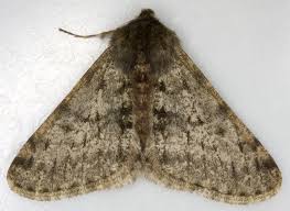 Attēlu rezultāti vaicājumam “Phigalia pilosaria”