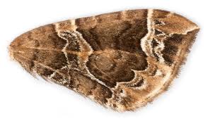 Attēlu rezultāti vaicājumam “Eulithis prunata”