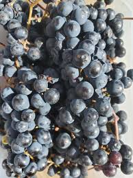 Attēlu rezultāti vaicājumam “Vitaceae”