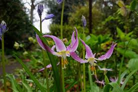 Attēlu rezultāti vaicājumam “Erythronium sibiricum”