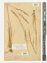 Attēlu rezultāti vaicājumam “Festuca polesica”