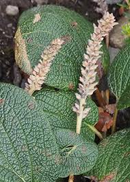Attēlu rezultāti vaicājumam “Salix x doniana flower”