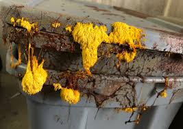 Attēlu rezultāti vaicājumam “Fuligo septica cf. rufa”