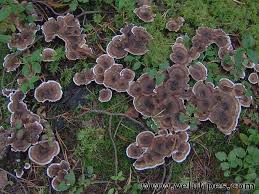 Attēlu rezultāti vaicājumam “Phellodon tomentosus”