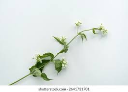 Attēlu rezultāti vaicājumam “Vincetoxicum hirundinaria leaf”