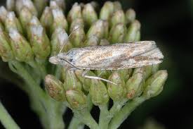 Attēlu rezultāti vaicājumam “Thiodia citrana”