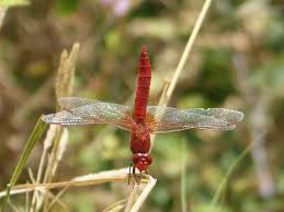 Attēlu rezultāti vaicājumam “Leucorrhinia pectoralis”