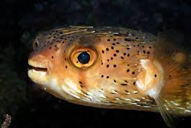 Image result for Diodon hystrix