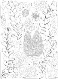 Attēlu rezultāti vaicājumam “Anastrophyllum minutum”