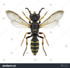 Attēlu rezultāti vaicājumam “Cerceris arenaria”