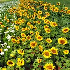 Image result for Helianthus annuus
