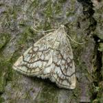 Attēlu rezultāti vaicājumam “Evergestis pallidata”