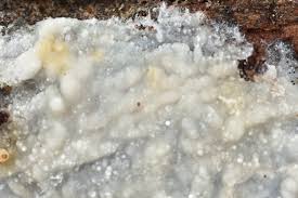 Attēlu rezultāti vaicājumam “Phlebiopsis gigantea”