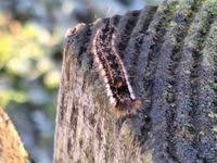 Attēlu rezultāti vaicājumam “Euthrix potatoria larva”
