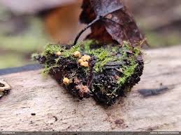 Attēlu rezultāti vaicājumam “Lamproderma debile”