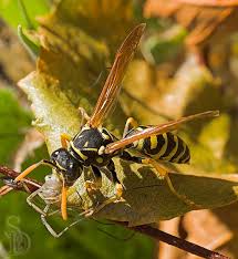 Attēlu rezultāti vaicājumam “Polistes”